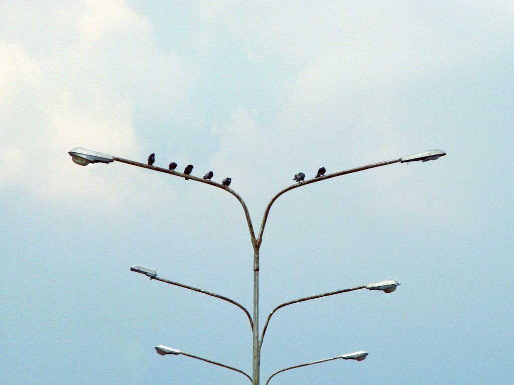 Birds On A Lightpole