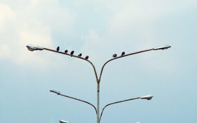 Birds On A Lightpole