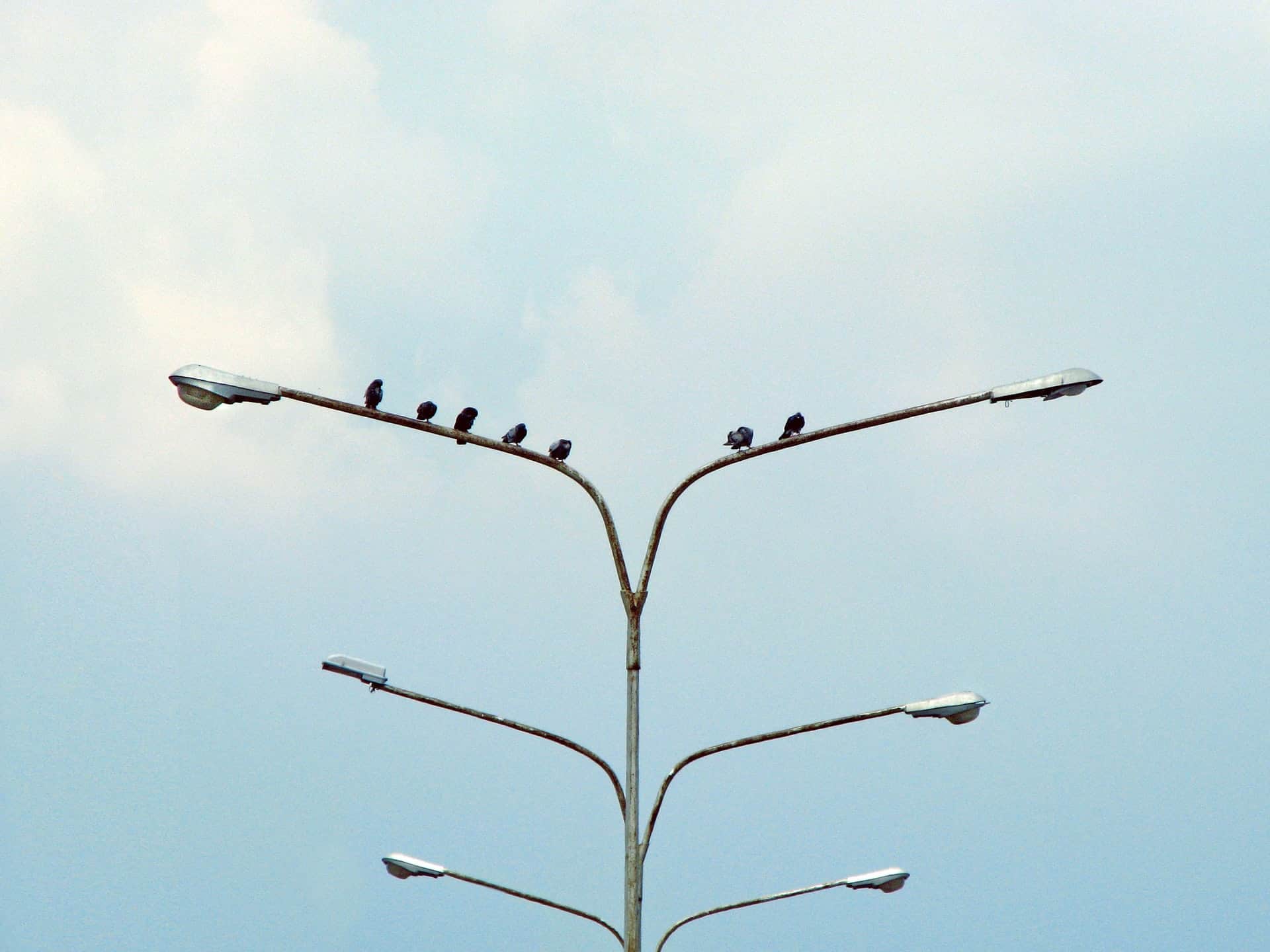 Birds On A Lightpole Birds On A Lightpole