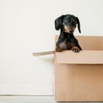 Dog in Moving Box