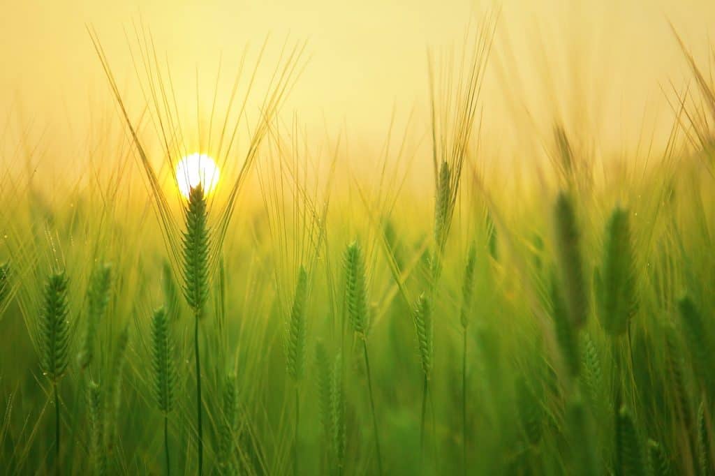 Green Field with Sunrise