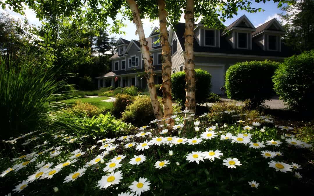 Nice Home with Daisies