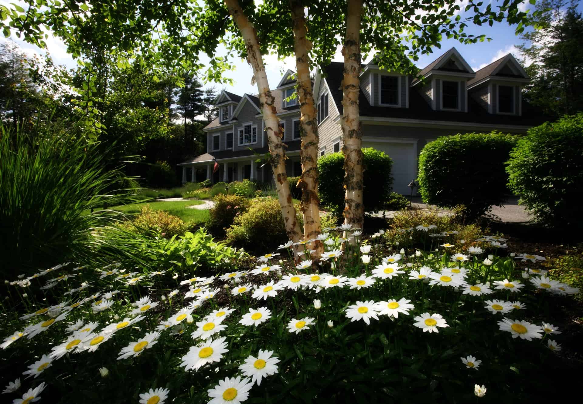 Nice Home with Daisies Nice Home with Daisies
