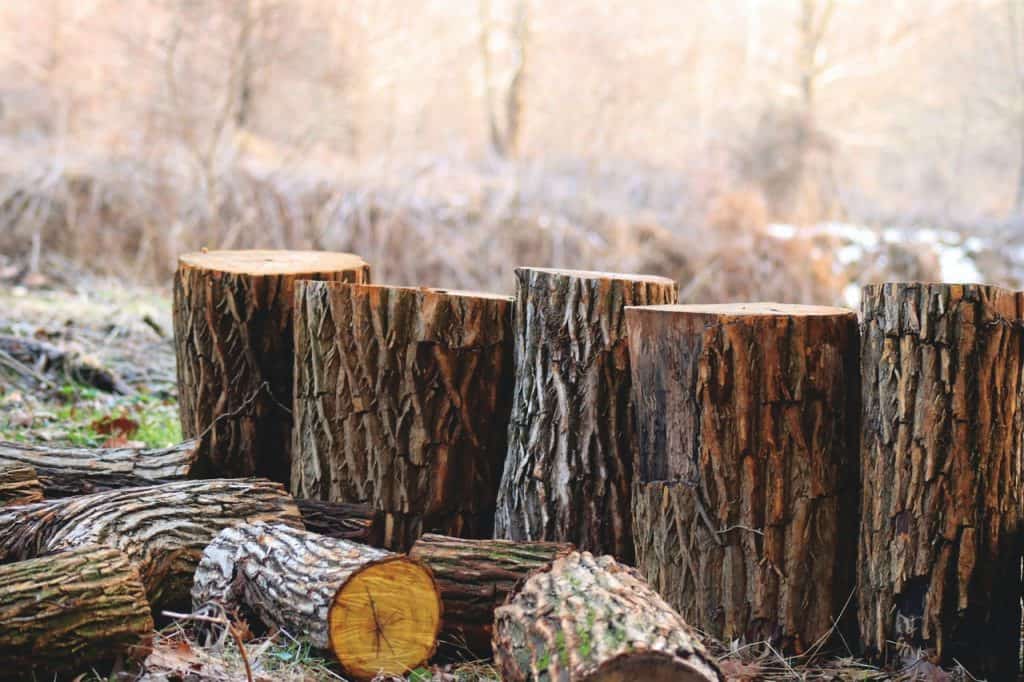 Cut Logs