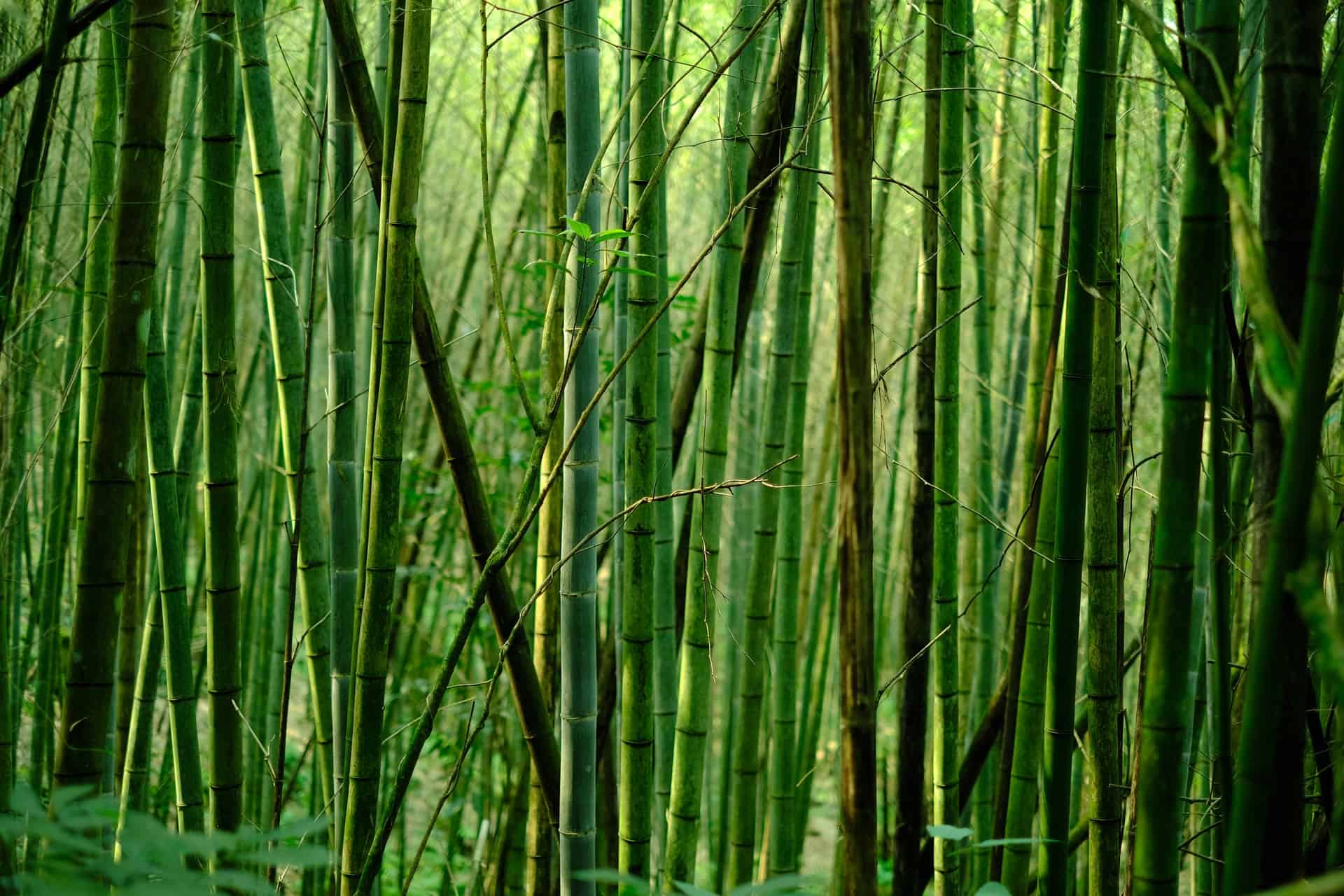 Bamboo Bamboo