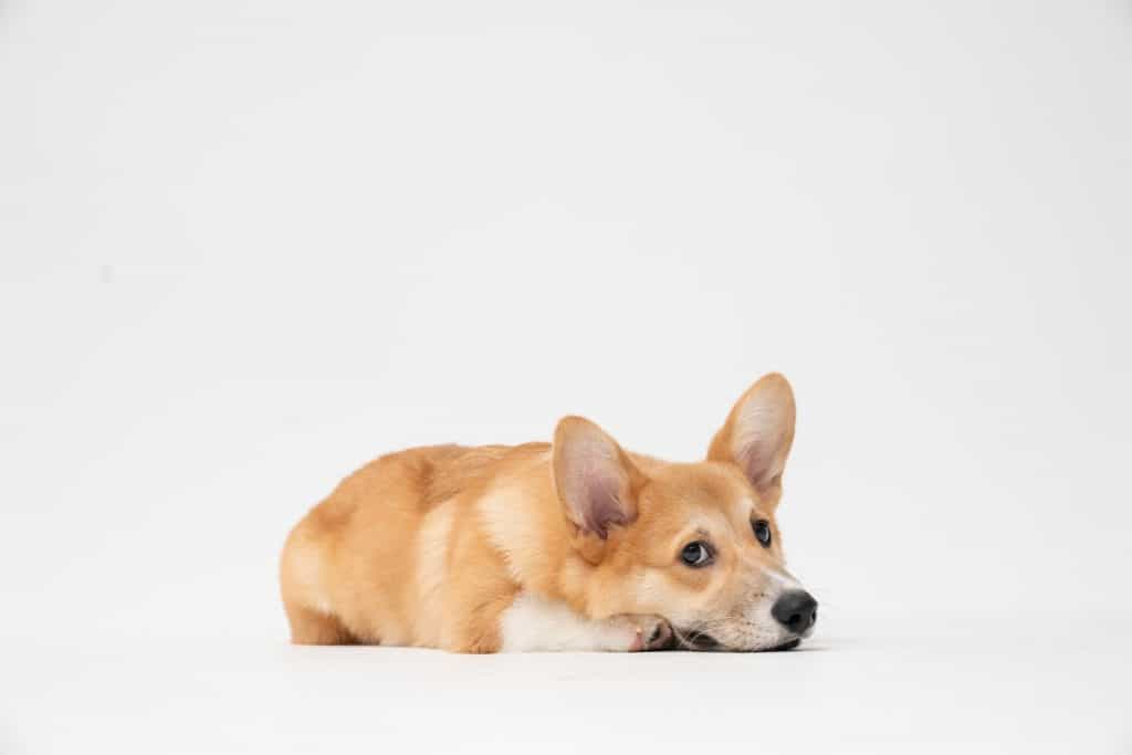 Corgi Puppy Cute