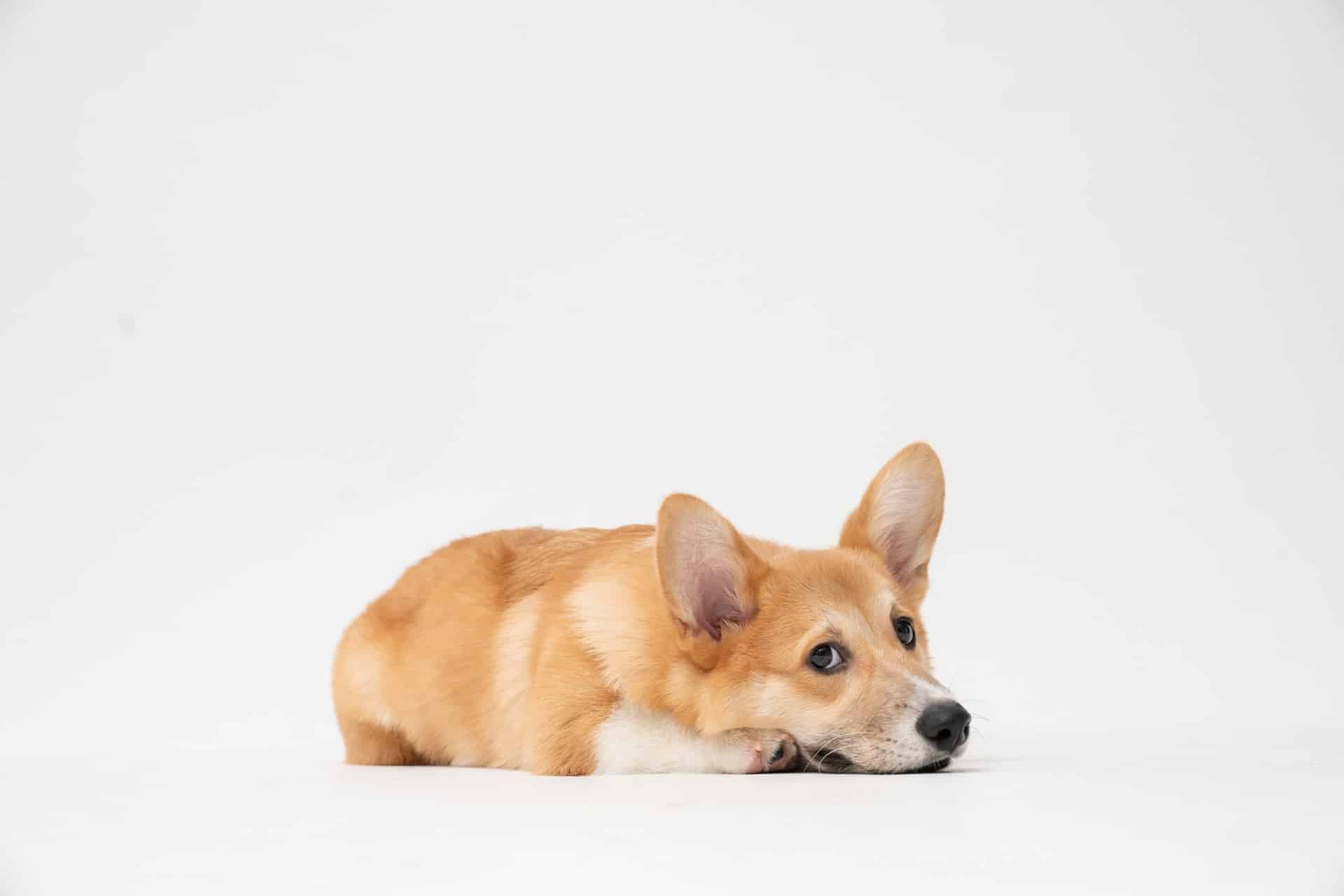 Corgi Puppy Cute Corgi Puppy Cute