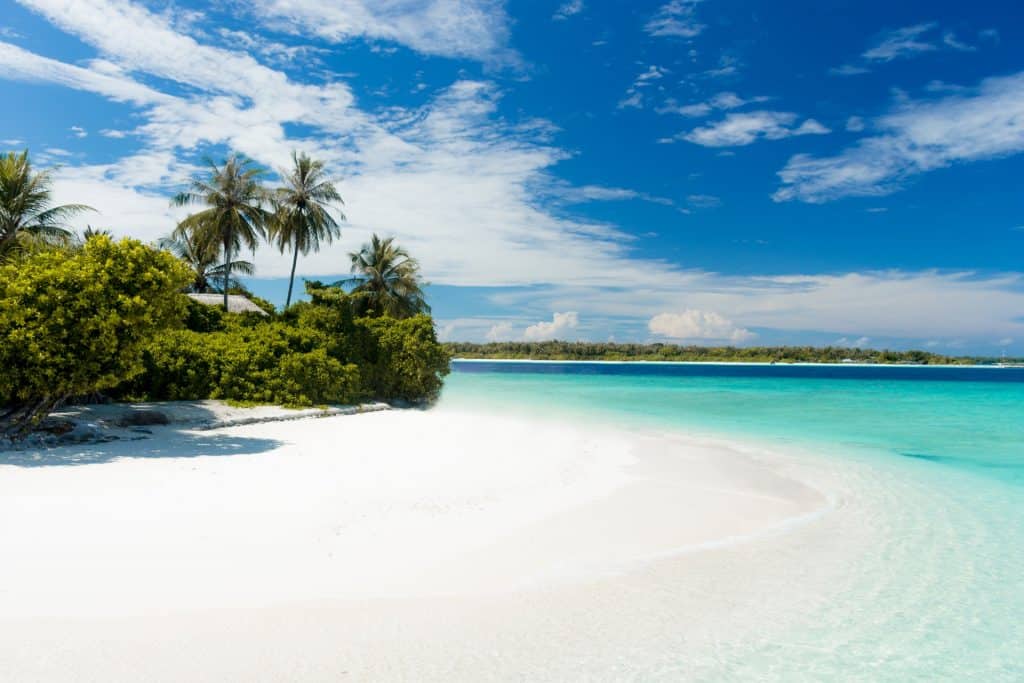 Island Ocean Palm Tree