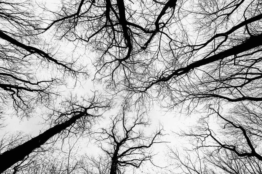 Trees Pointing Towards the Sky