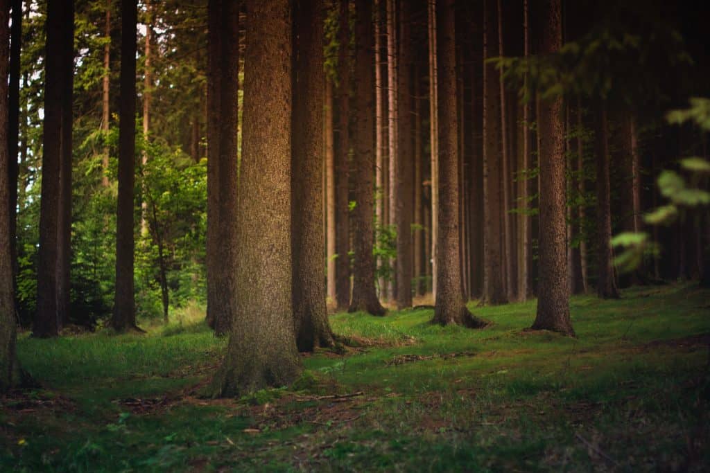 Trees in a Forest