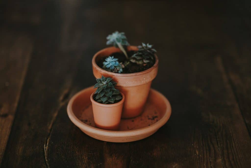 Big and Small Pot Plant