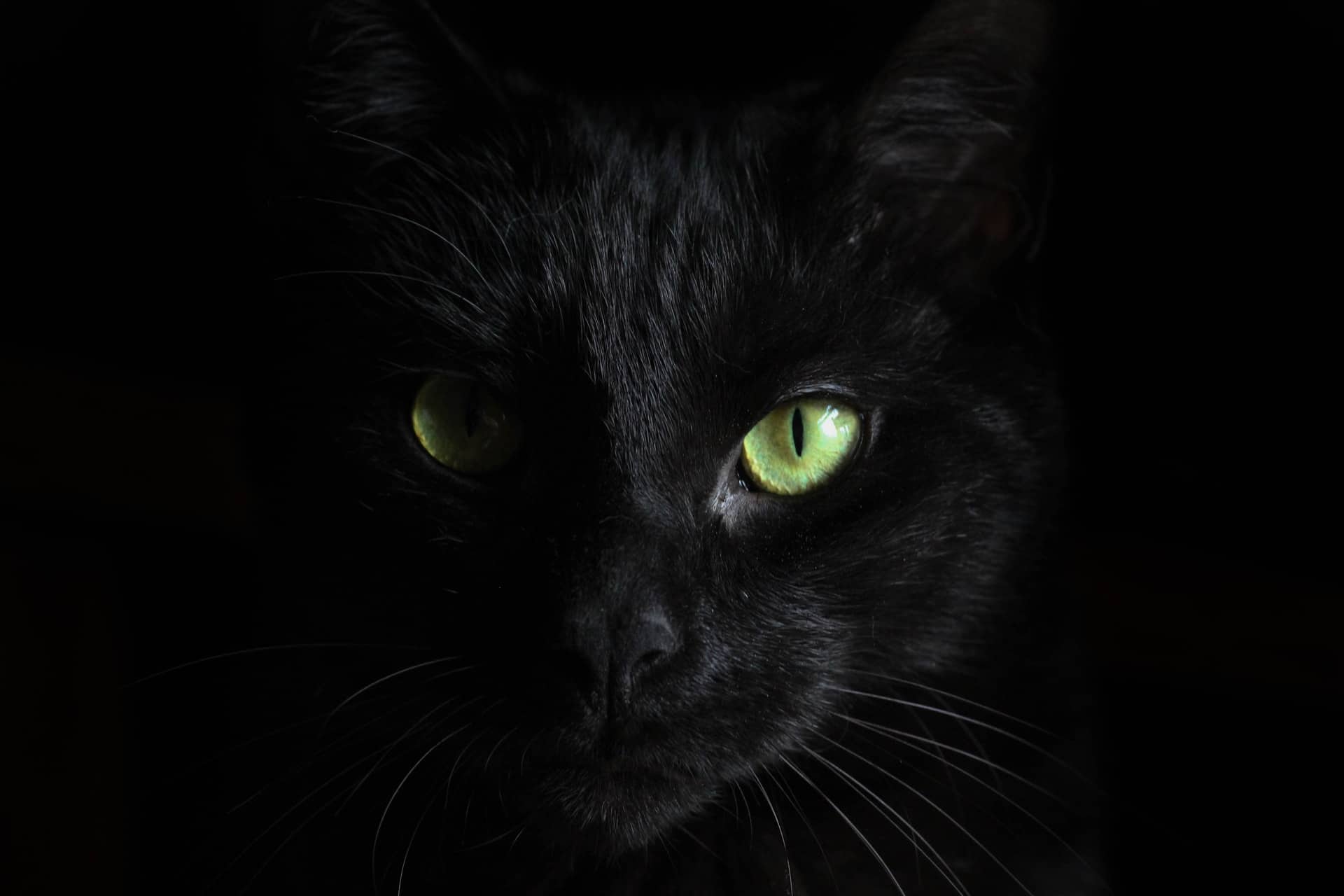 Black Cat Black Cat