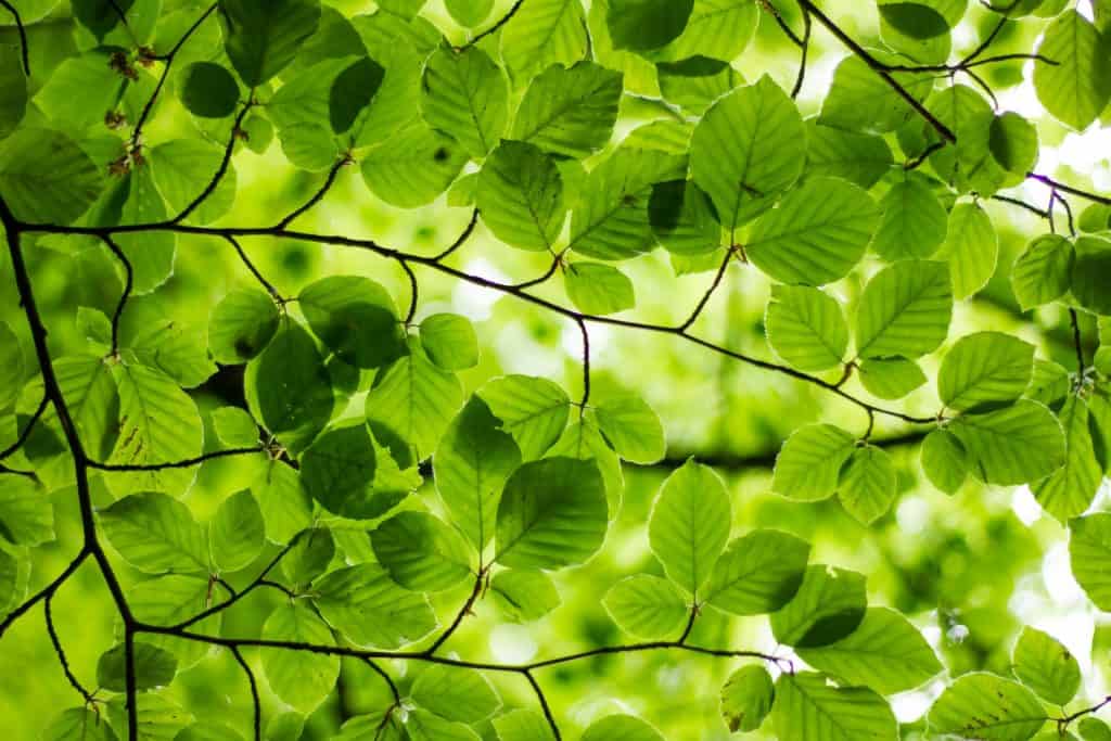 Green Leaves Tree
