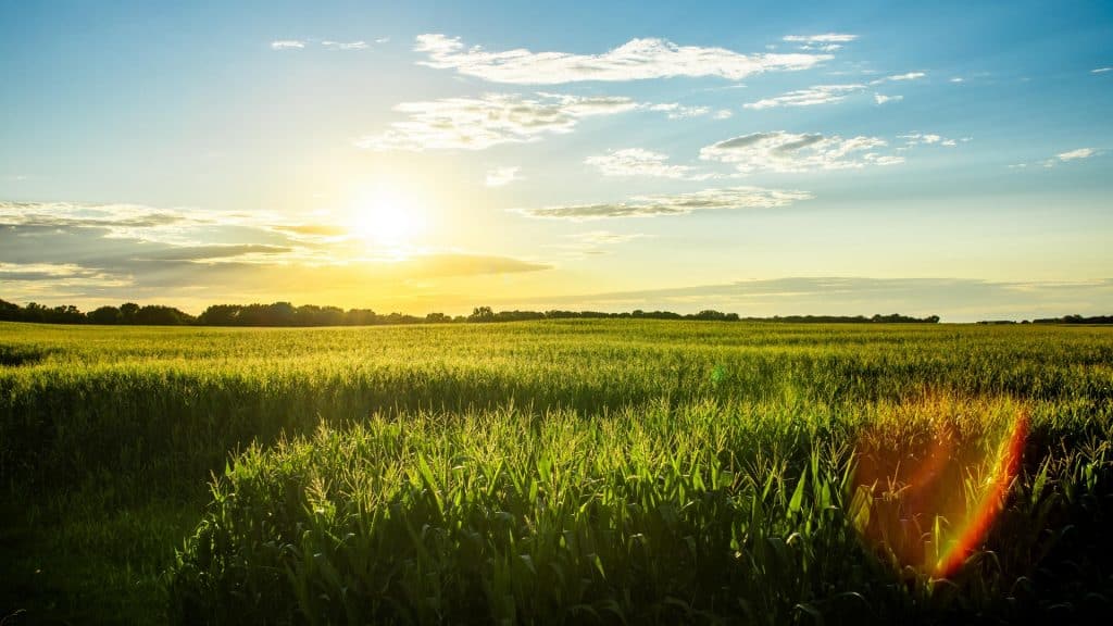 Iowa Corn Field Sunset Blue Sky