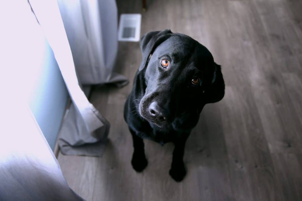 Question Dog Curious