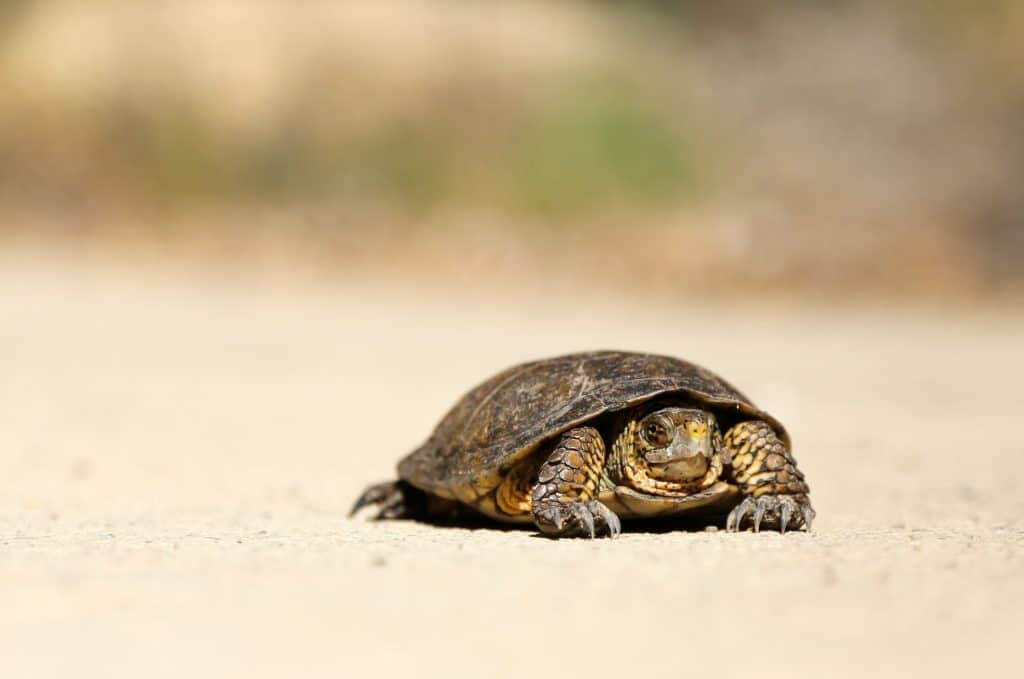 Slow Turtle