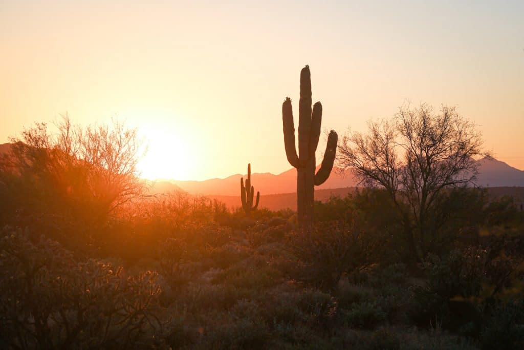 Desert Cactus Phoenix