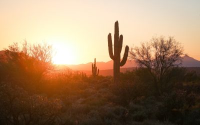 Desert Cactus Phoenix