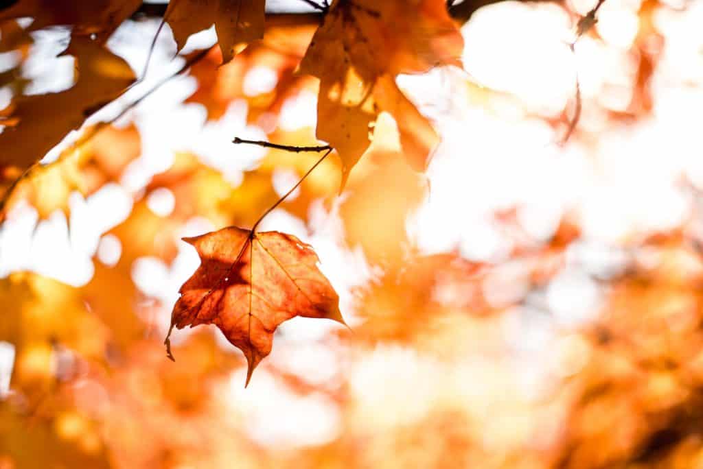 Fall Leaves Tree Orange