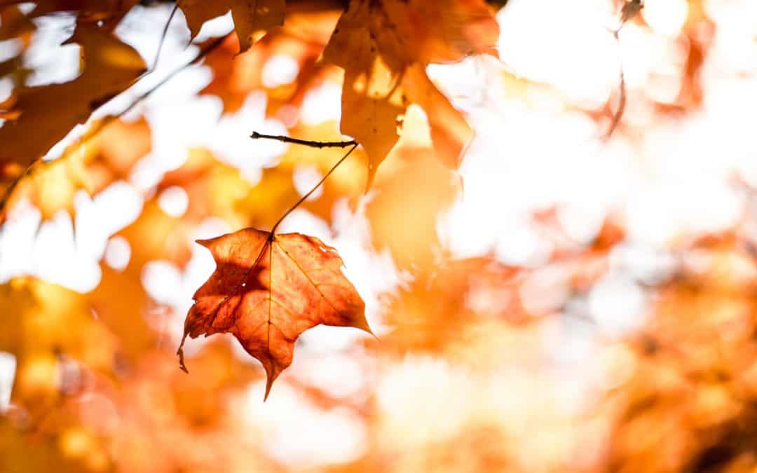 Fall Leaves Tree Orange