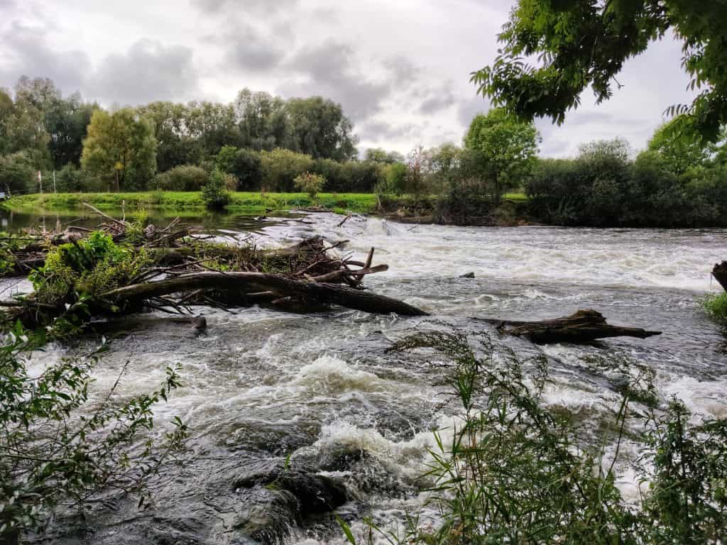 Flood Water Trees