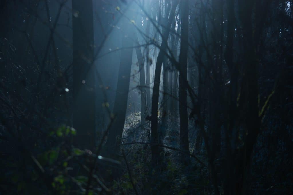 dark forest trees scary