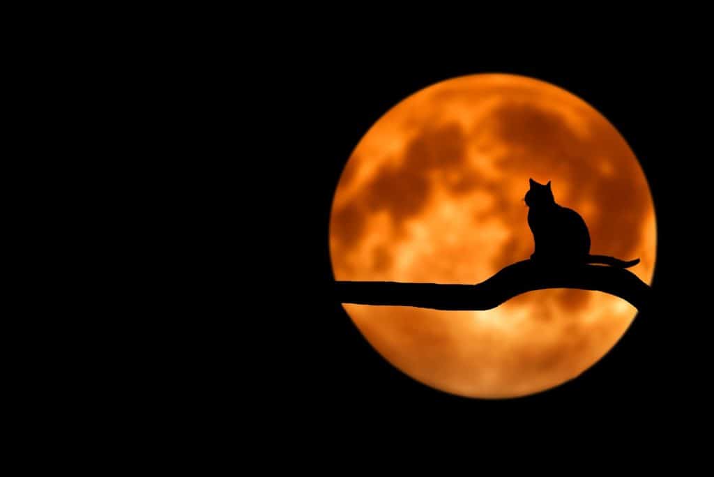spooky cat moon dark