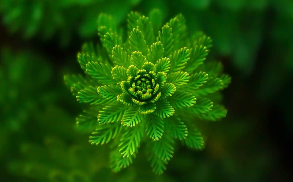 green plant