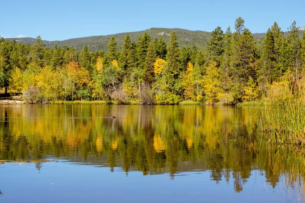 trees water lake