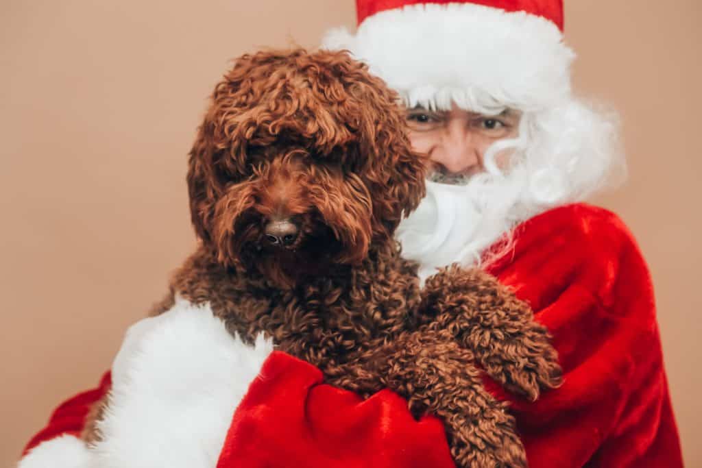 Santa Christmas Dog