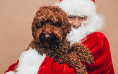 Santa Christmas Dog
