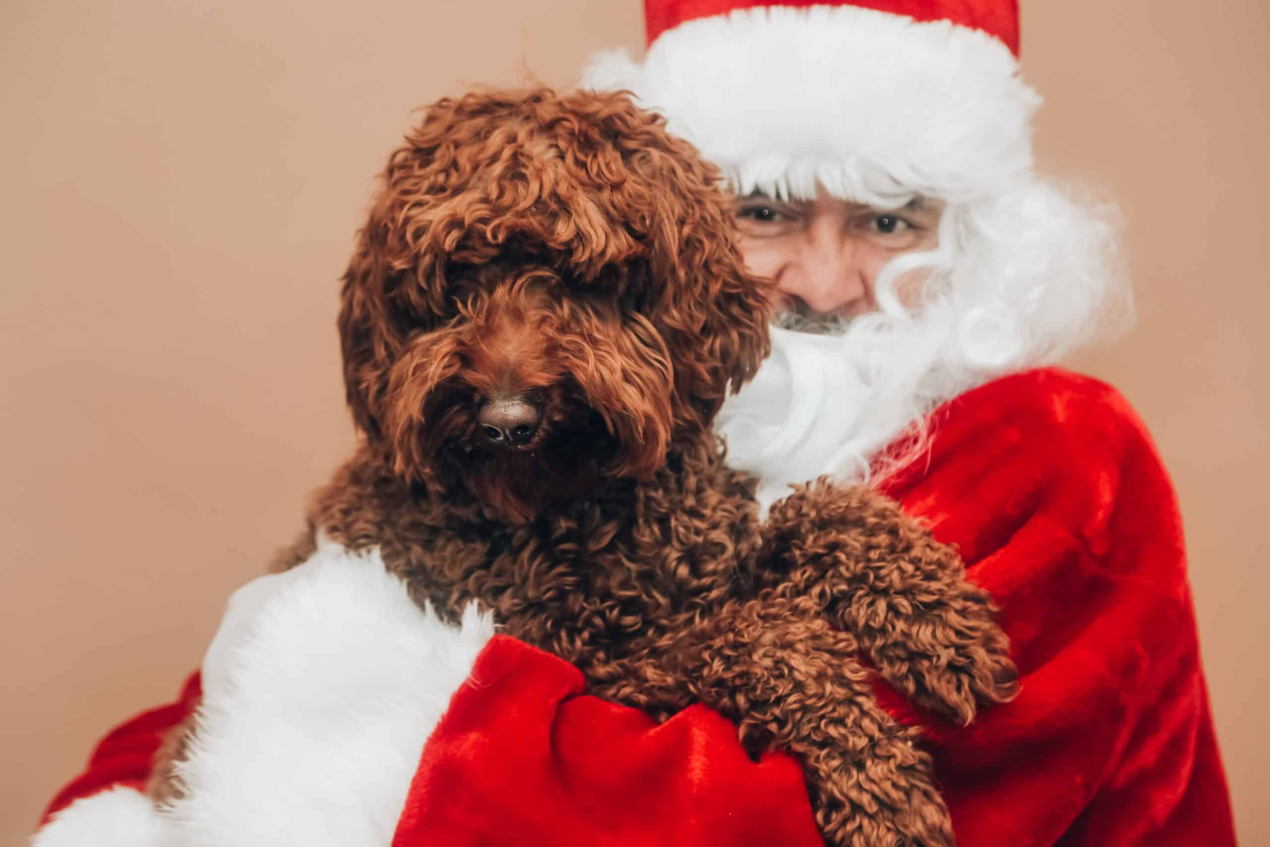 Santa Dog Christmas Pet Santa Christmas Dog