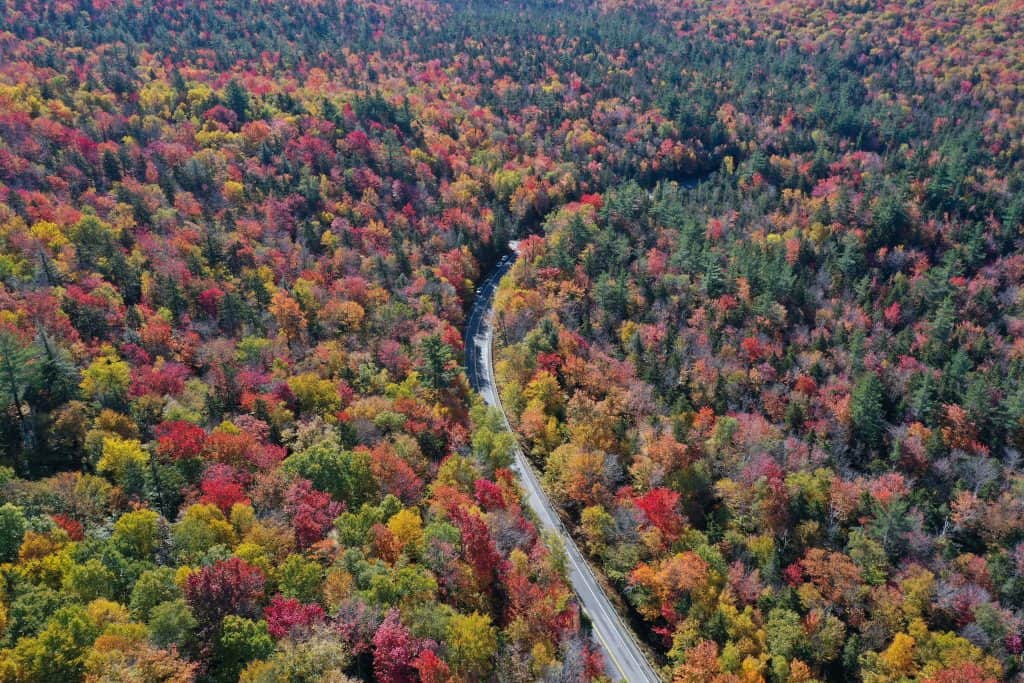 fall leaves road