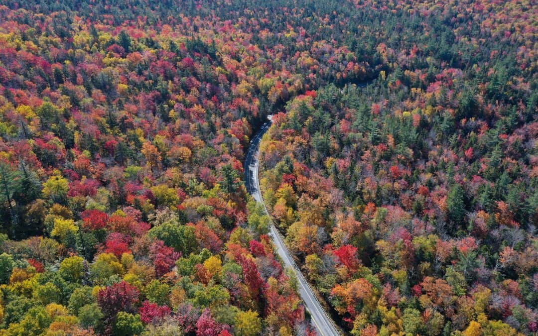 fall leaves road