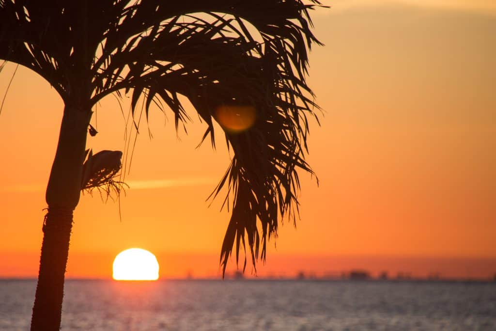 florida tropical palm tree