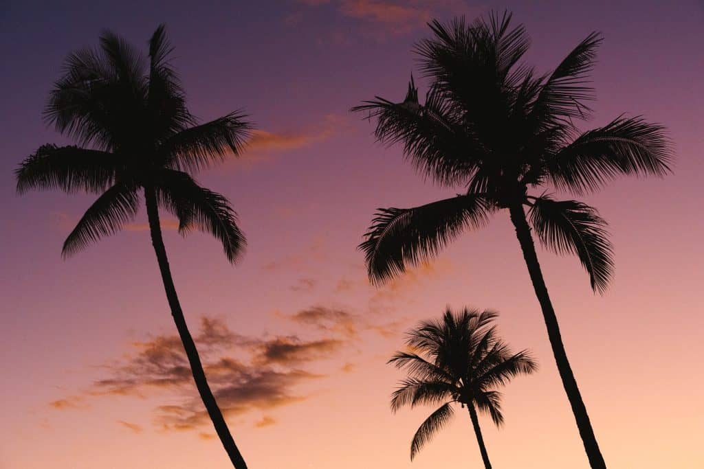 tropical palm trees