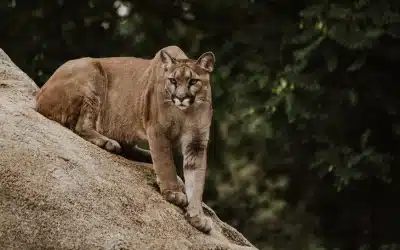 Citing mountain lions, wealthy Bay Area town blocks new housing development