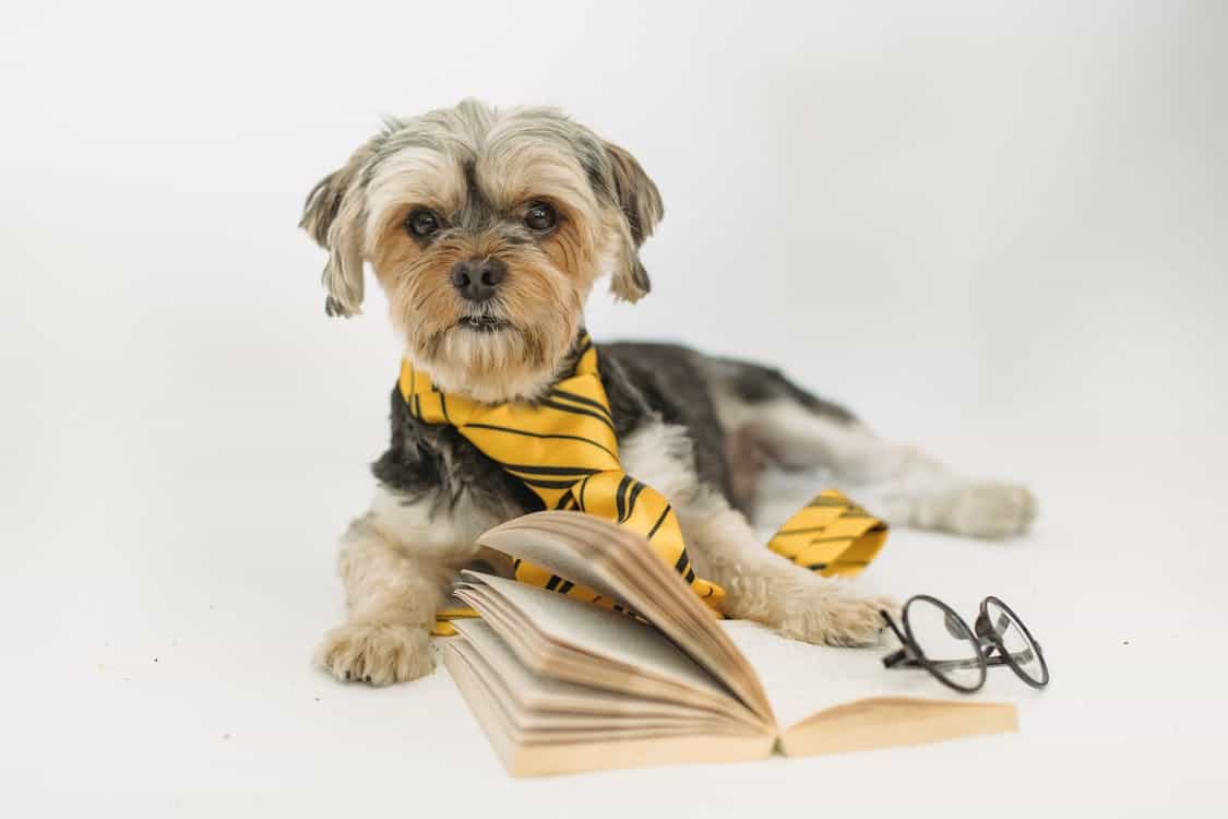 Dog reading smart pet