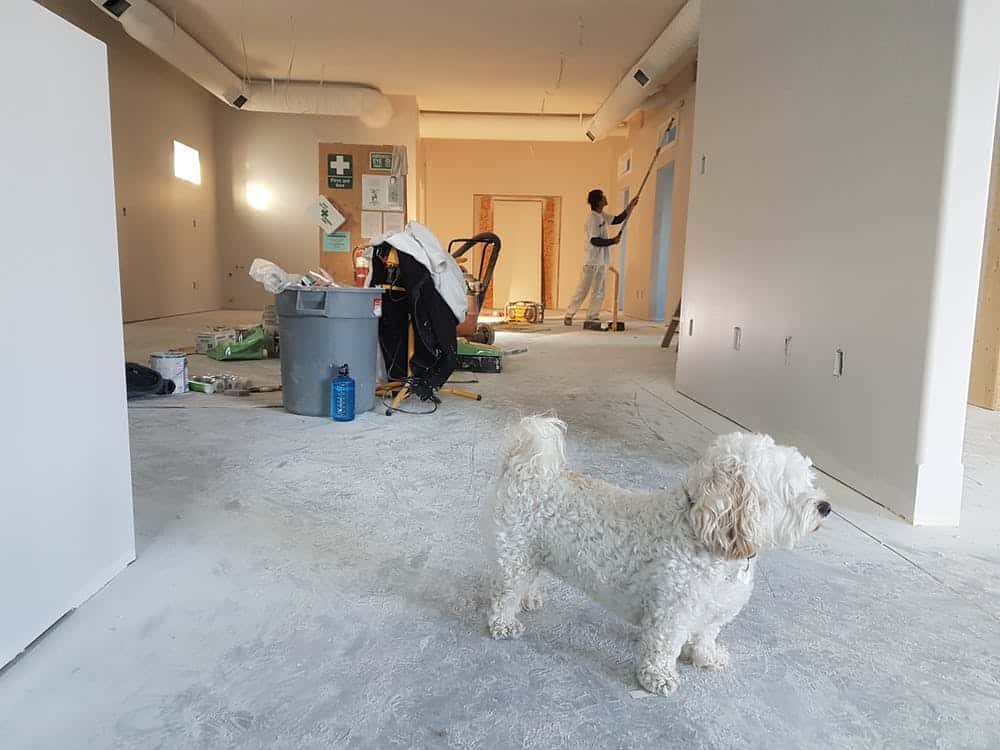 work dog cleaning