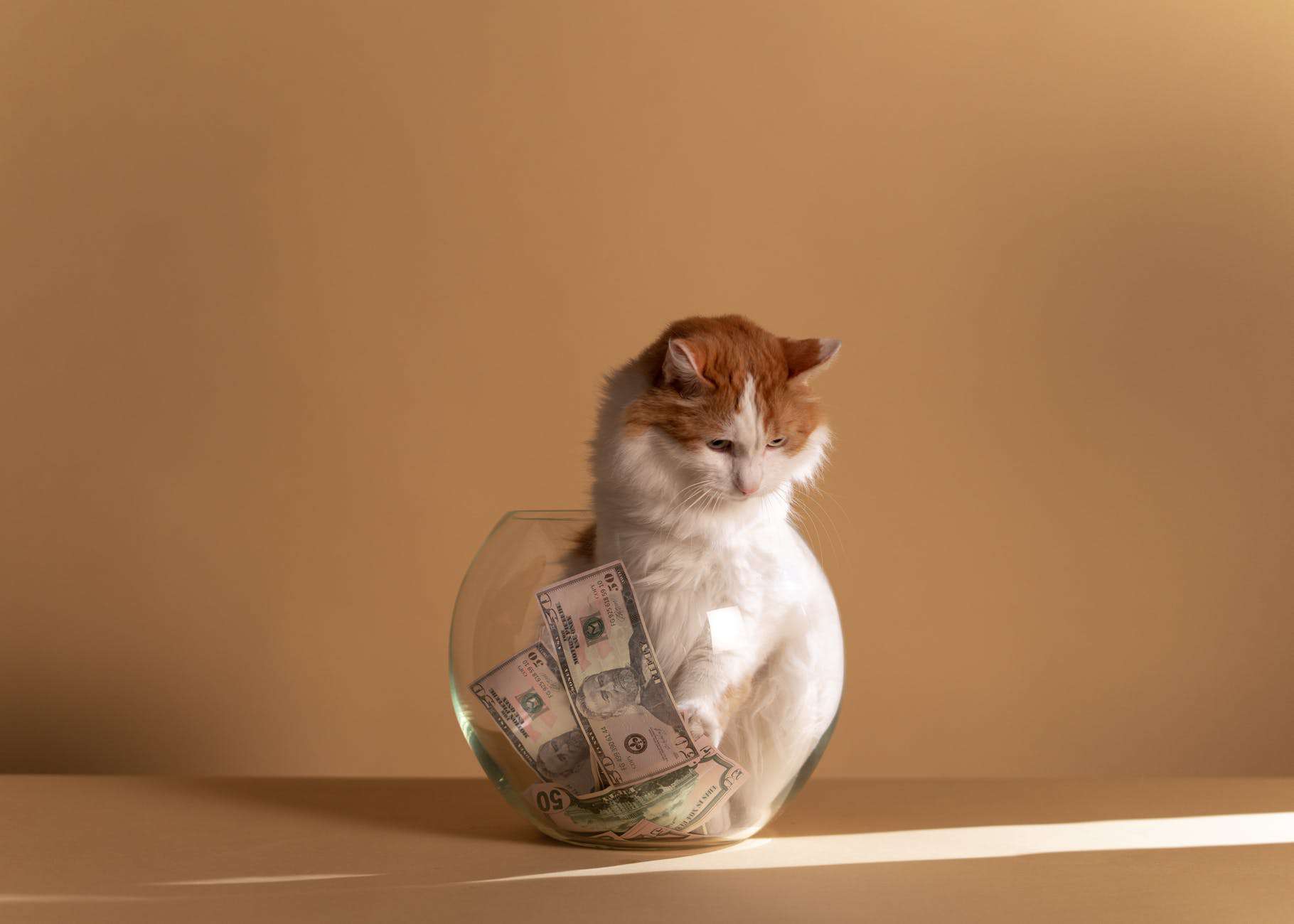 cat bottle money squeeze