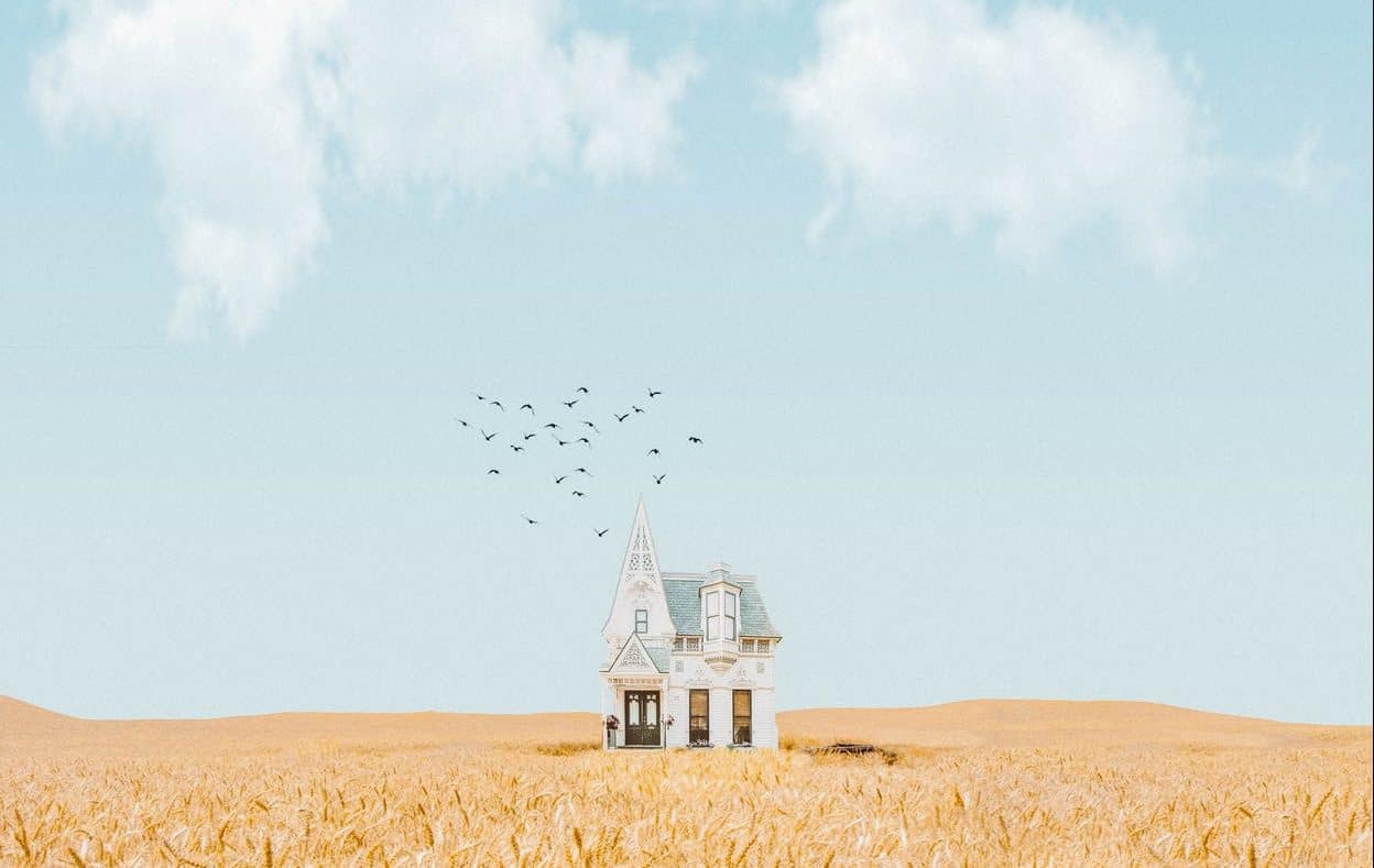 house field birds sky