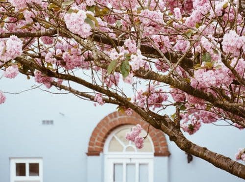Spring white house pink flowers