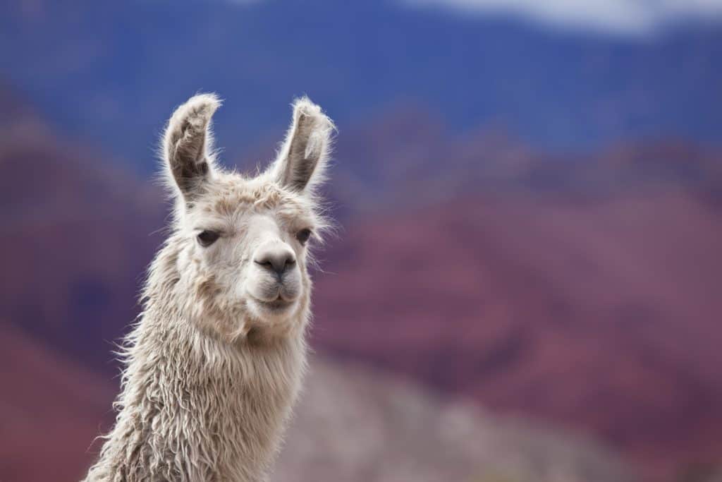Llama on manufactured home with desert landscape personal property in background