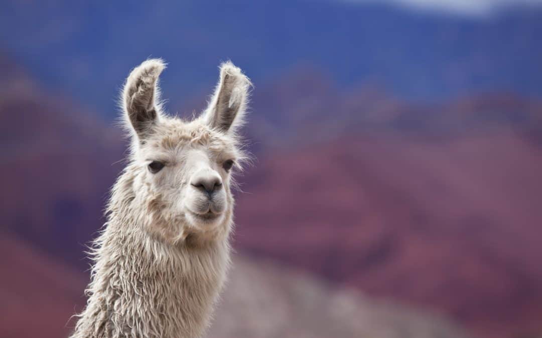 Llama on manufactured home with desert landscape personal property in background