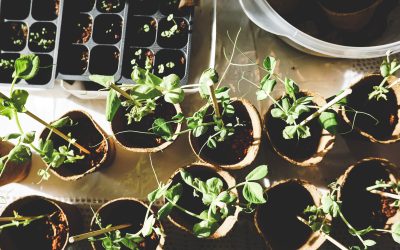 Simple Secrets for a Lush Garden: Learn Some Easy, Breezy Soil Science