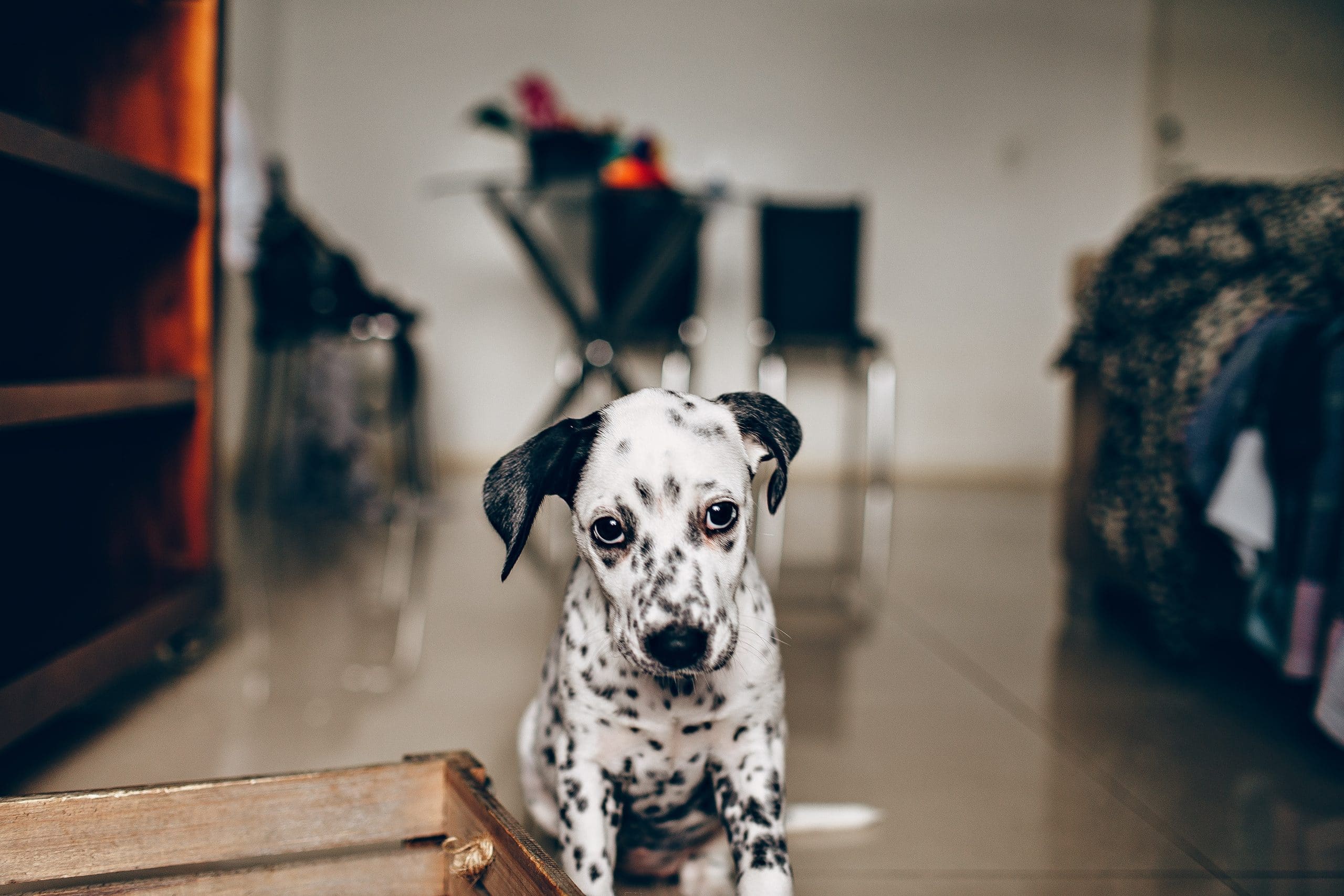 sad dog dalmation