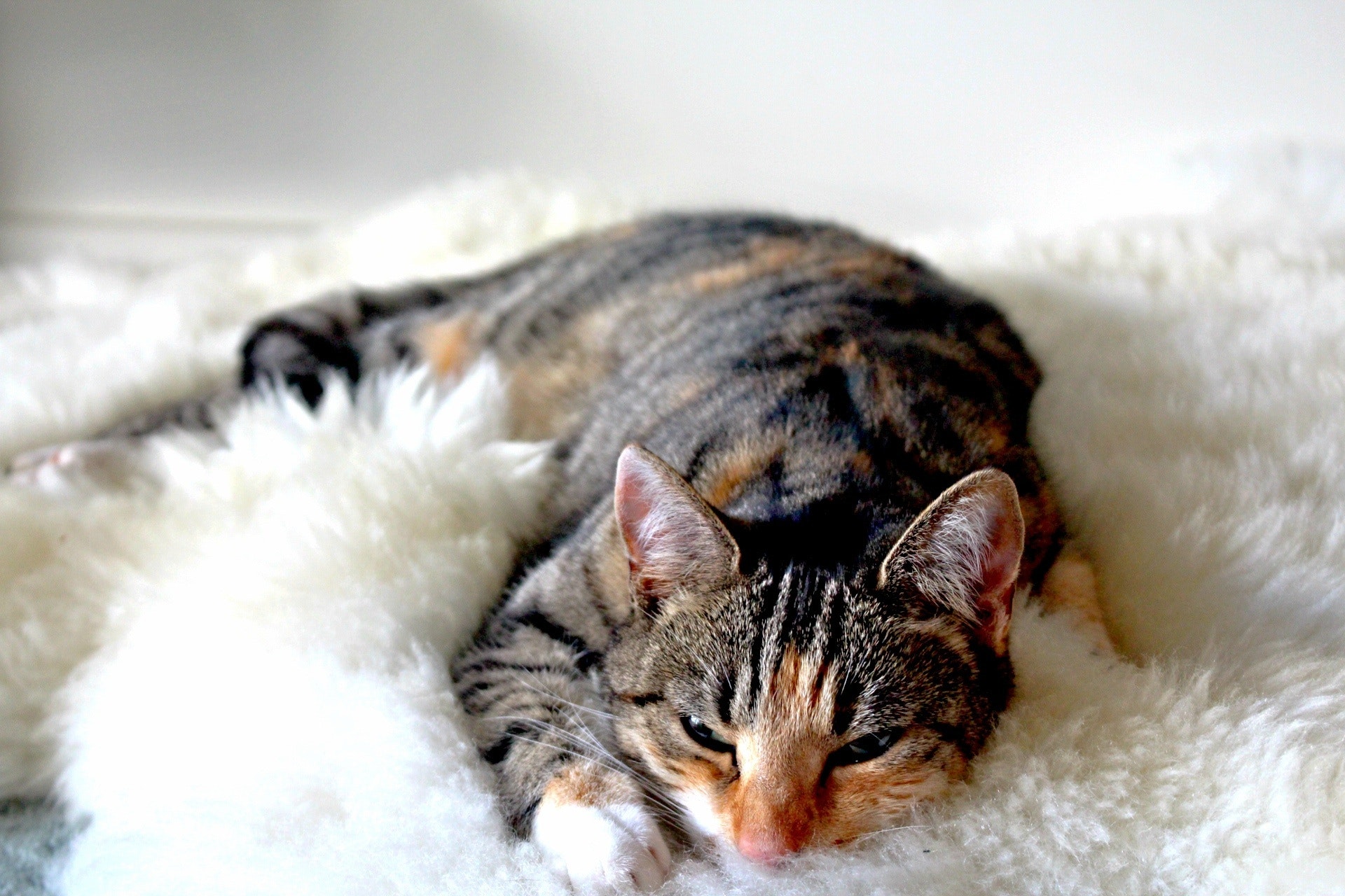 soft kitten rug