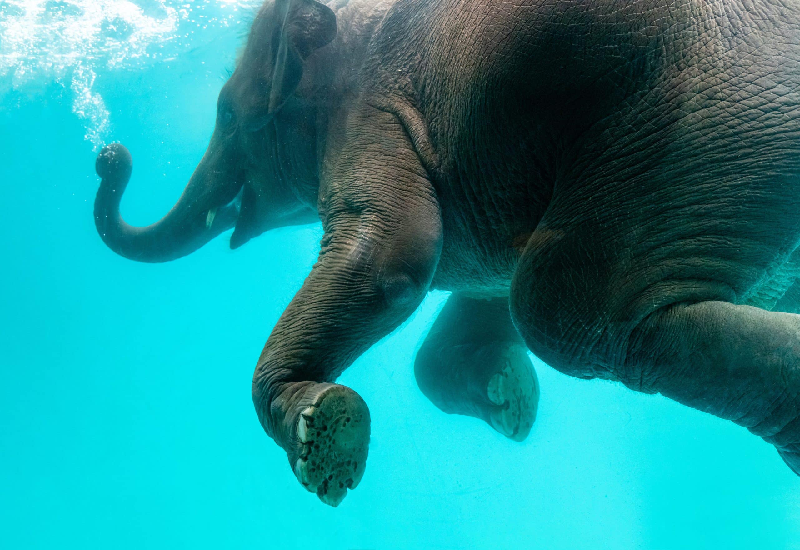 swimming elephant jumbo huge