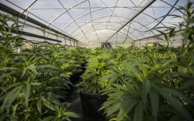 Connecticut Town Considers Cannabis Complex Featuring 50 Affordable Housing Units