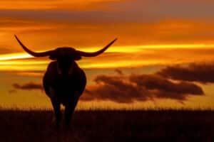 37,000 Acre Texas Ranch, owned by Oil Tycoon, Has Sold